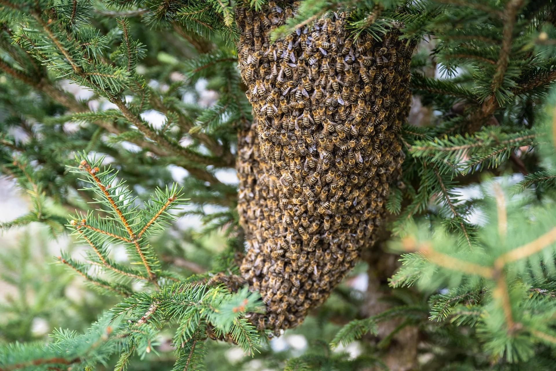 Mehiläispesä luonnossa – 4 asiaa joita et ehkä tiennyt